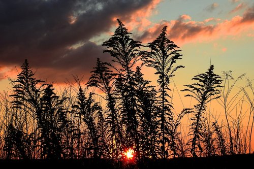 sunset  meadow  landscape