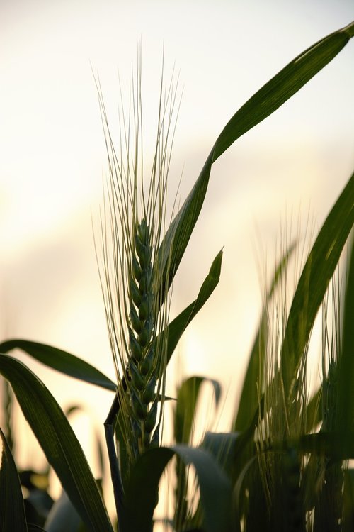 sunset  wheat  field