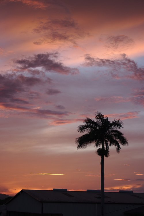 sunset  sun  palm