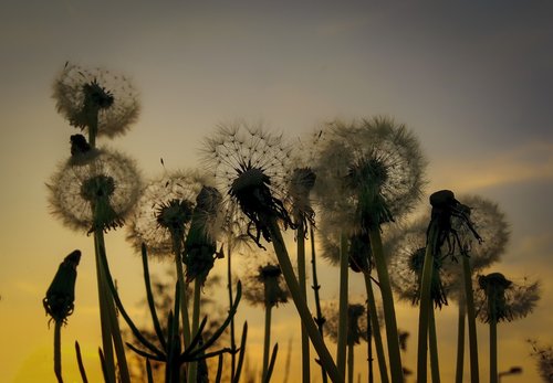 sunset  flowers  nature