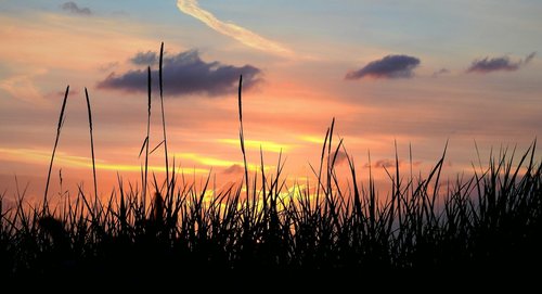 sunset  grass  twilight