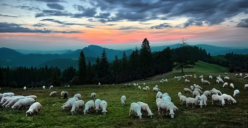 sunset  sheep  mountains