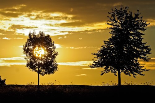 sunset  trees  landscape