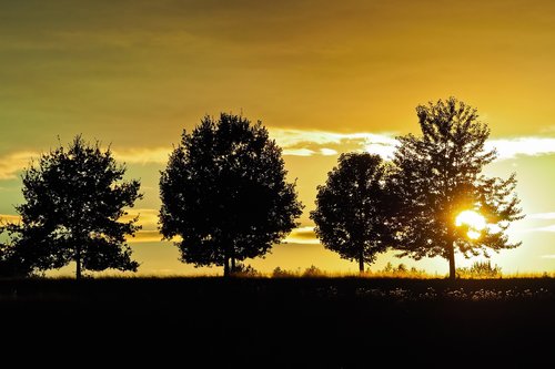 sunset  trees  landscape