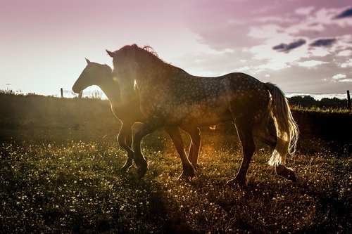 sunset  horses  agility