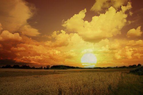 sunset  wheat  sky