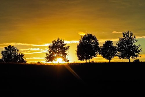 sunset  trees  landscape