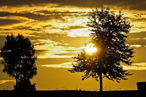 sunset  trees  landscape