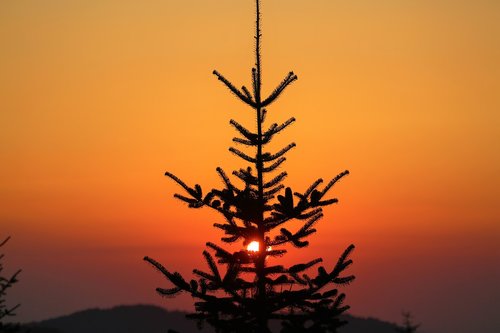 sunset  nature  pine