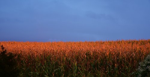 sunset  afterglow  corn