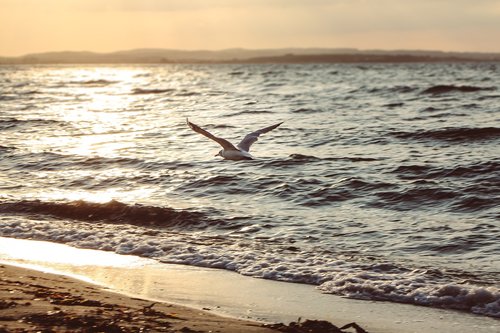 sunset  seagull  sea