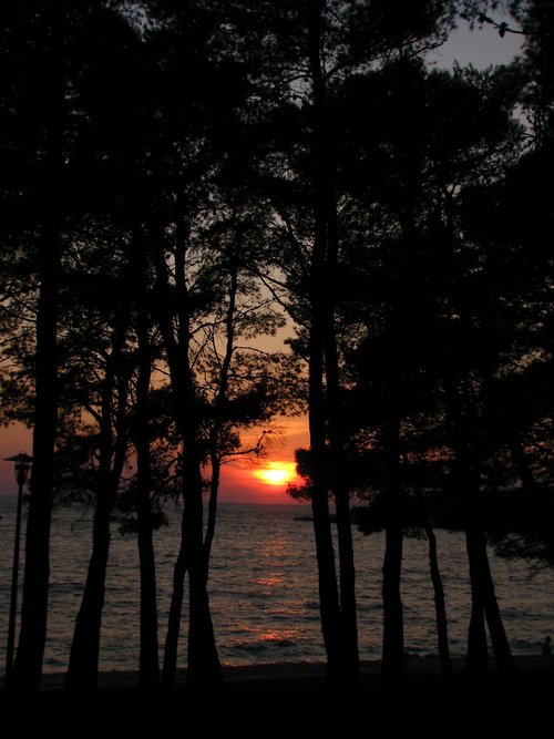 sunset  sea  trees