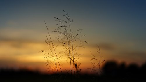 sunset  nature  field