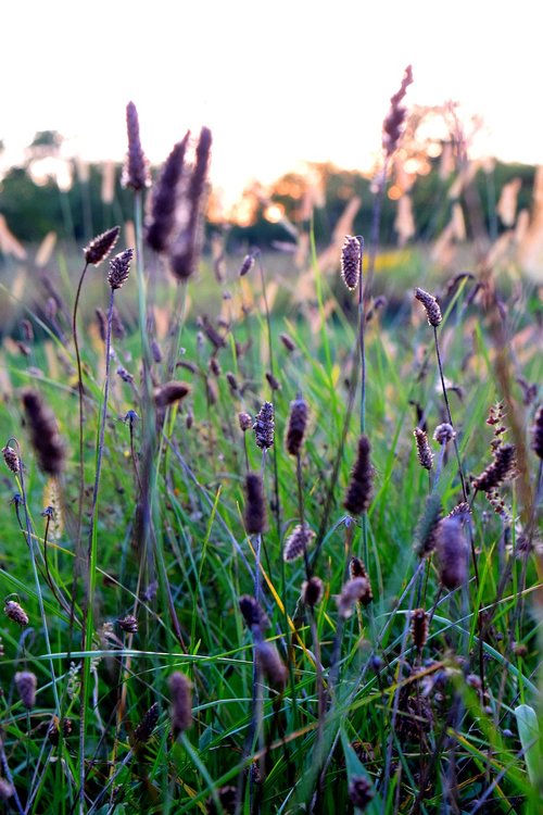 sunset  grass  nature