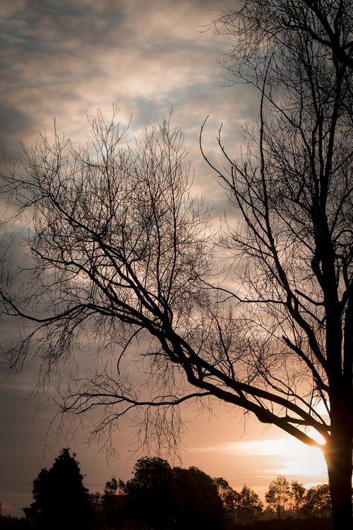 sunset  tree  silhouette