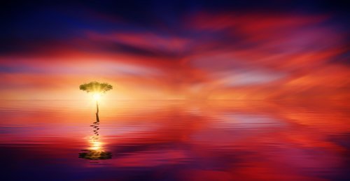 sunset  ocean  tree