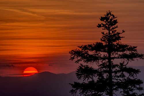 sunset  tree  landscape