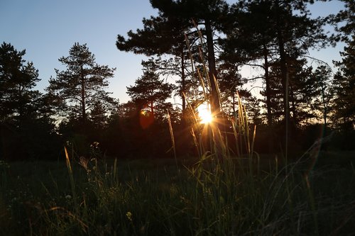 sunset  forest  nature