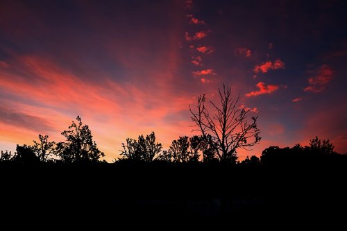 sunset  silhouette  trees