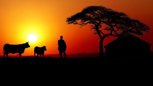 sunset  africa  herds