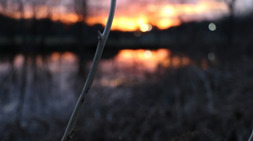 sunset twig nature