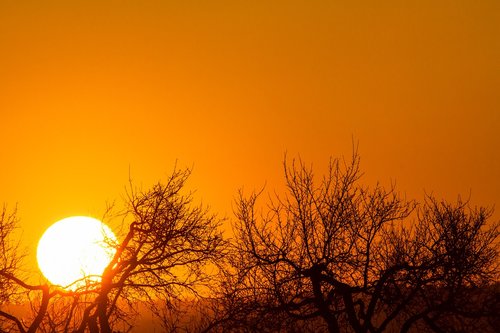 sunset  orange sky  treetops against the light