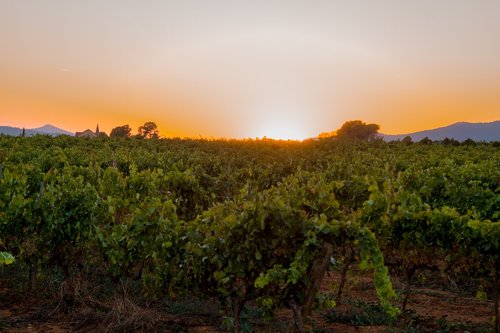 sunset  vineyard  vine