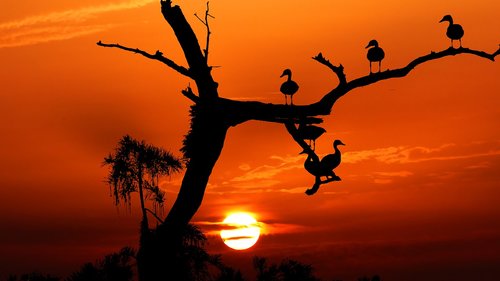 sunset  birds  tree