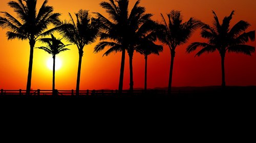sunset  palm trees  promenade