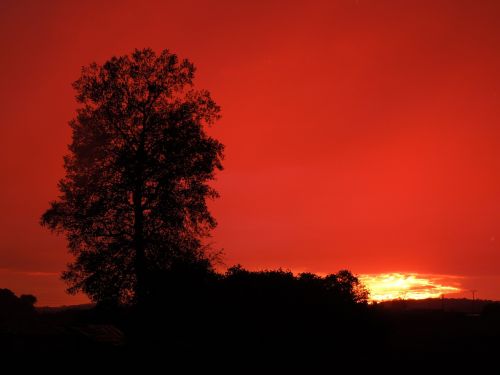 sunset tree horizontally