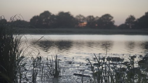 sunset  river  reed