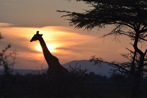 sunset  in the  bush