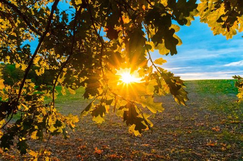 sunset  sun  landscape