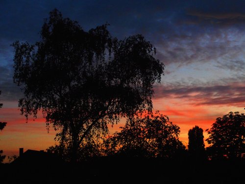 sunset  tree  landscape