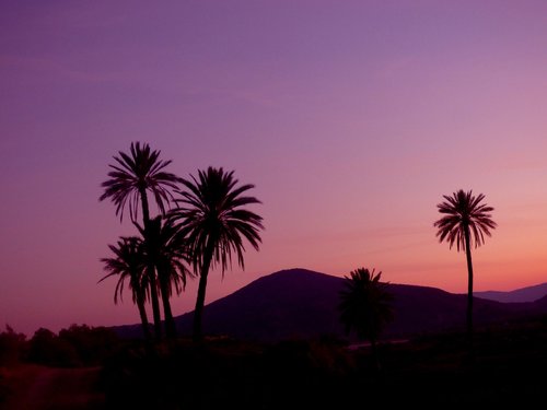 sunset  palm  nature