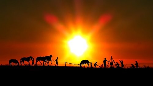 sunset  farmer  animals