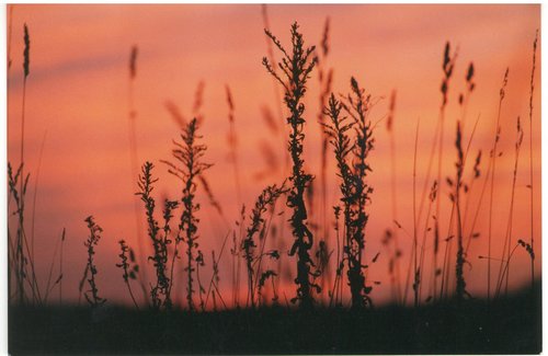 sunset  silhouette  plants