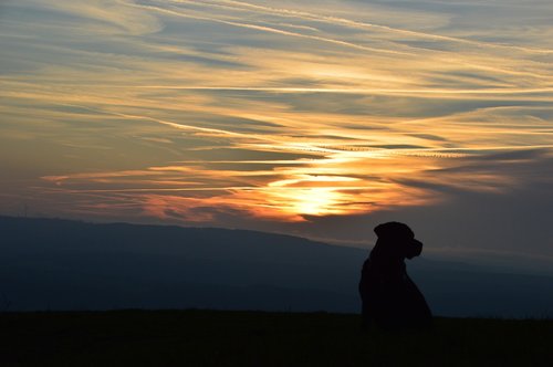 sunset  dog  labrador