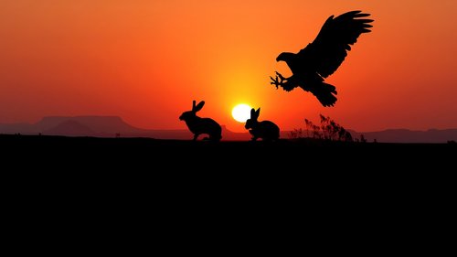 sunset  eagle  rabbits