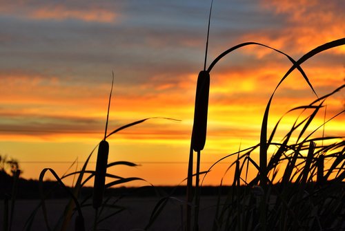 sunset  evening  golden