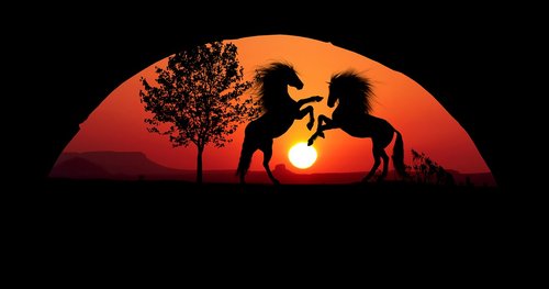 sunset  horses  combat