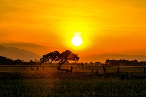 sunset  summer  tree