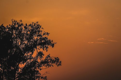 sunset  tree  landscape