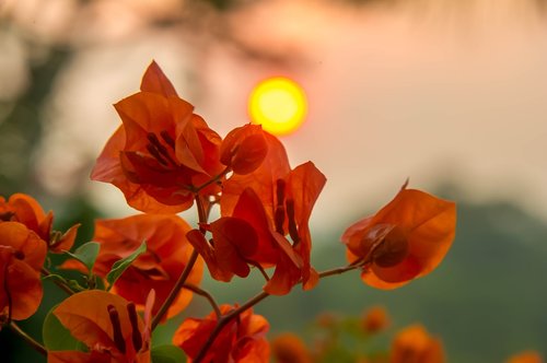 sunset  flowers  nature