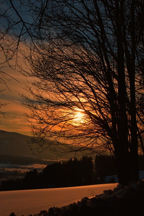 sunset  snow  forest