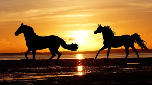 sunset  horses  wild