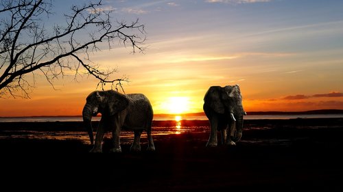 sunset  elephant  nature