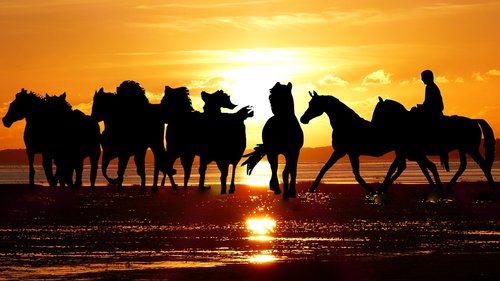 sunset  camargue  horses