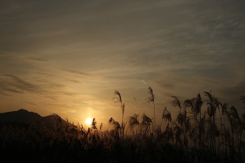 sunset  reed  nature