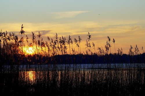 sunset  reed  nature